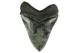Fossil Megalodon Tooth - South Carolina #160255-1
